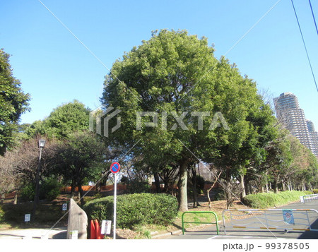 猿江恩賜公園(南側) 猿江恩賜公園(南側) 99378505