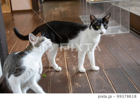 室内の猫 99378618