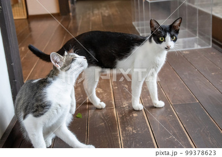 室内の猫 99378623