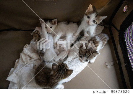 身体を寄せ合う子猫 身体を寄せ合う子猫 99378626