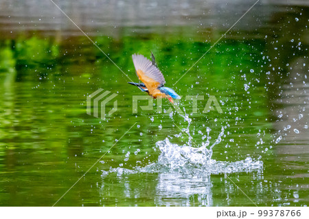 瑠璃色の人気者カワセミ 99378766