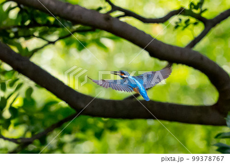 瑠璃色の人気者カワセミ 99378767