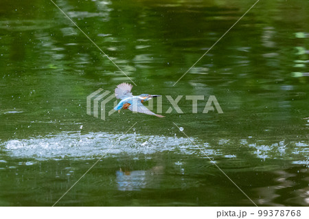 瑠璃色の人気者カワセミ 99378768