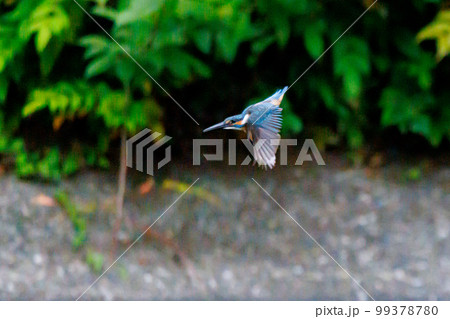 瑠璃色の人気者カワセミ 99378780