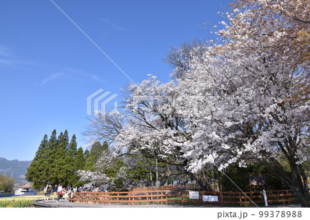 一心行の大桜と菜の花 一心行の大桜と菜の花 99378988