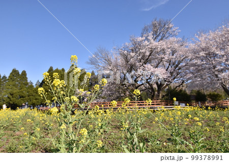 一心行の大桜と菜の花 一心行の大桜と菜の花 99378991