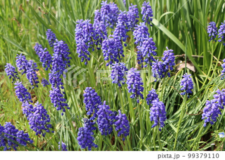 グレープヒヤシンスの別名を持つムスカリの花 グレープヒヤシンスの別名を持つムスカリの花 99379110