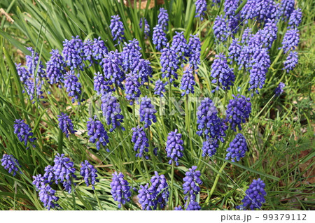 群生することで美しさが増すムスカリの花 99379112