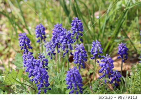 ブドウの房状の花が可愛いムスカリの花 ブドウの房状の花が可愛いムスカリの花 99379113