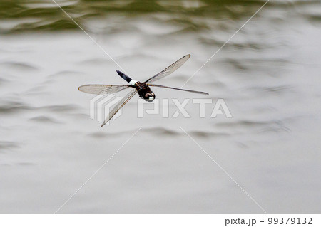 黒に白くて太い帯が目立つコシアキトンボ 99379132