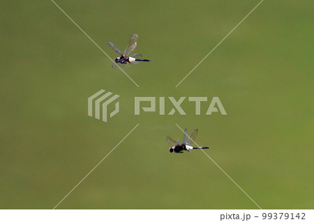 黒に白くて太い帯が目立つコシアキトンボ 黒に白くて太い帯が目立つコシアキトンボ 99379142