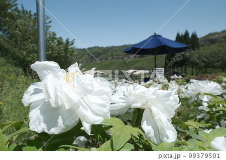 京丹後市にある花郷OKADA 99379501