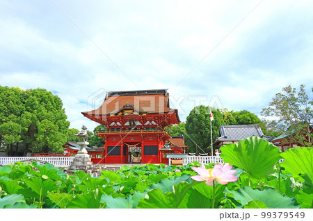 岡崎市、伊賀八幡宮と蓮の風景 99379549