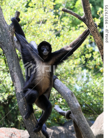 樹上で見上げるジェフロイクモザル 99379795