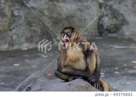 座ってあくびをするジェフロイクモザル 99379882