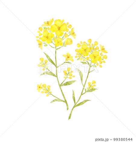 菜の花 春の花 季節の草花 水彩画風 菜の花 春の花 季節の草花 水彩画風 99380544