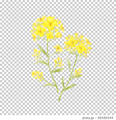 菜の花 春の花 季節の草花 水彩画風 菜の花 春の花 季節の草花 水彩画風 99380544