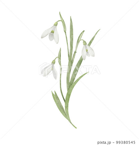 スノードロップ 季節の草花 99380545