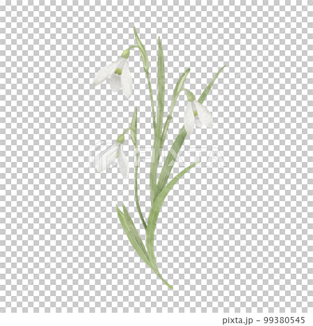 スノードロップ 季節の草花 99380545