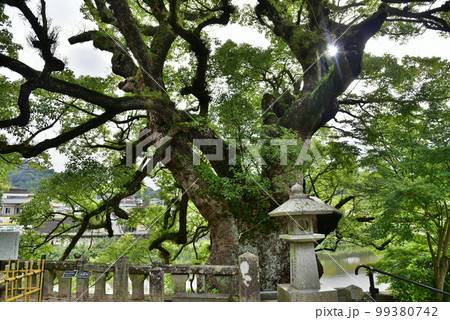 與止日女神社ご神木　佐賀市景観賞 99380742