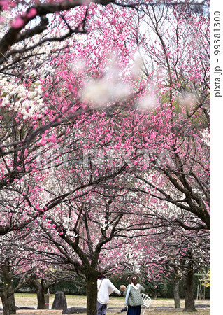 梅咲く公園 99381300