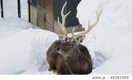 動物 動物学 鹿 99382000