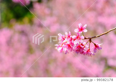 Blossom of Wild Himalayan Cherry flower in Chiang Mai 99382178