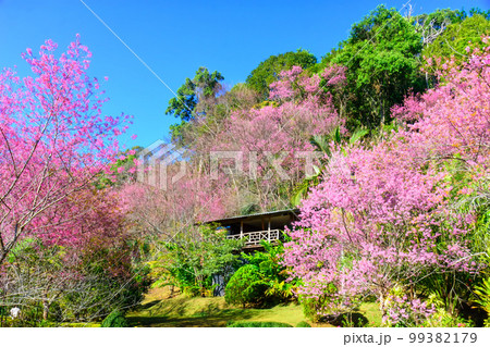Blossom of Wild Himalayan Cherry flower in Chiang Mai Blossom of Wild Himalayan Cherry flower in Chiang Mai 99382179
