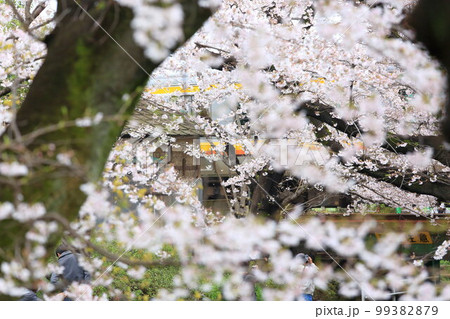 二ヶ領用水 宿河原堤桜並木と南武線 二ヶ領用水 宿河原堤桜並木と南武線 99382879