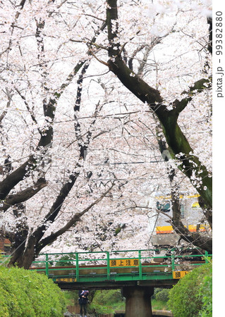 二ヶ領用水 宿河原堤桜並木と南武線 99382880