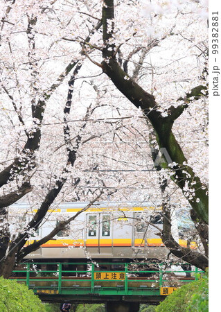 二ヶ領用水 宿河原堤桜並木と南武線 99382881