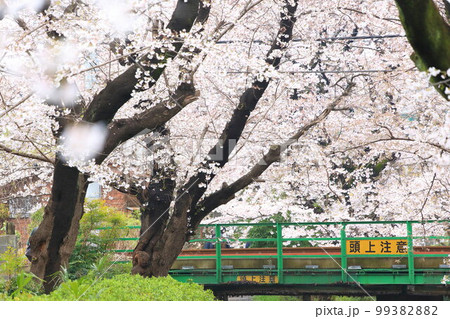 二ヶ領用水 宿河原堤桜並木と南武線 99382882