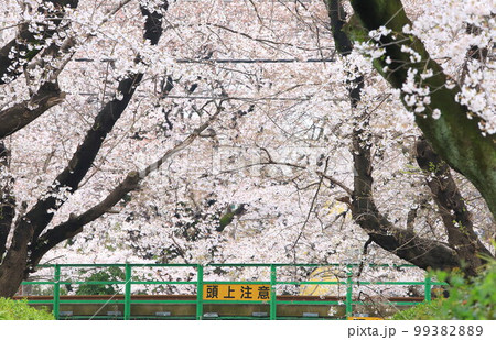 二ヶ領用水 宿河原堤桜並木と南武線 99382889