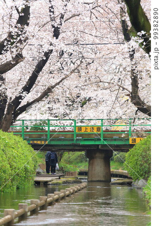 二ヶ領用水 宿河原堤桜並木と南武線 99382890