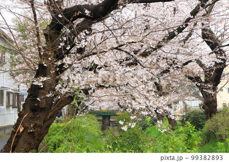 二ヶ領用水 宿河原堤桜並木と南武線 二ヶ領用水 宿河原堤桜並木と南武線 99382893