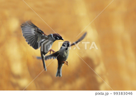 スズメが二羽で戯れるような仕草でも緊張感の在る飛び方。何かを狙ってる? スズメが二羽で戯れるような仕草でも緊張感の在る飛び方。何かを狙ってる? 99383046