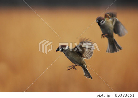 スズメの飛んでるこのポーズ。目では捕らえられないがスズメの躍動感が良く解る スズメの飛んでるこのポーズ。目では捕らえられないがスズメの躍動感が良く解る 99383051