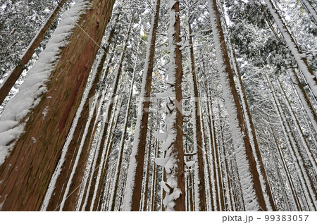 四国にある日本二百名山で四国百名山の三嶺（みうね）の冬景色 99383057