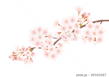 上品なイメージの桜の花のイラスト 99383067