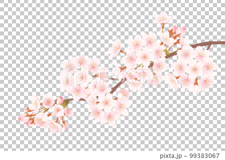 上品なイメージの桜の花のイラスト 99383067