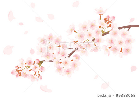 桜の花と舞い散る花びらのイラスト 99383068