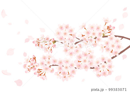 桜の花と舞い散る花びらのイラスト 桜の花と舞い散る花びらのイラスト 99383071