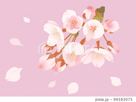 エレガントな桜の花のイラスト 99383075