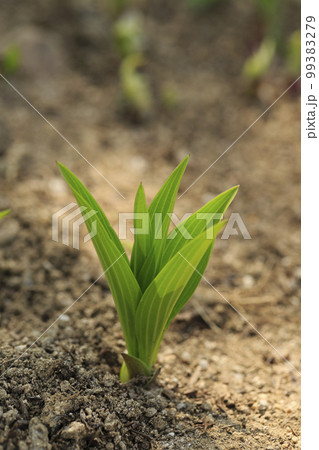 芽 成長する 春 99383279