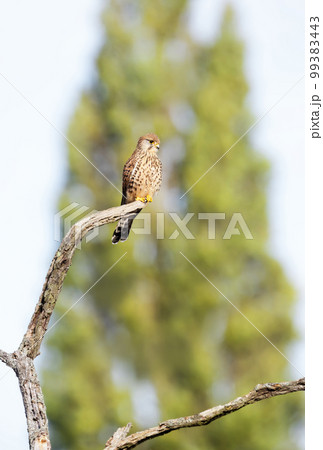 Common kestrel perched on a tree branch against green background Common kestrel perched on a tree branch against green background 99383443