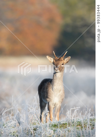 Close up of a young Fallow deer in winter 99383444