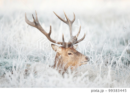 Portrait of a red deer stag lying in frosted grass in winter Portrait of a red deer stag lying in frosted grass in winter 99383445