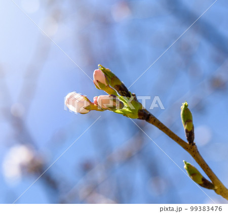 桜の季節のスナップ 桜の季節のスナップ 99383476