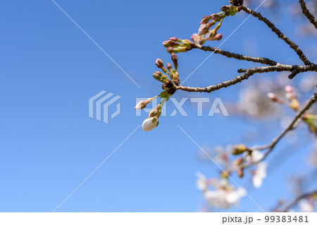 桜の季節のスナップ 桜の季節のスナップ 99383481