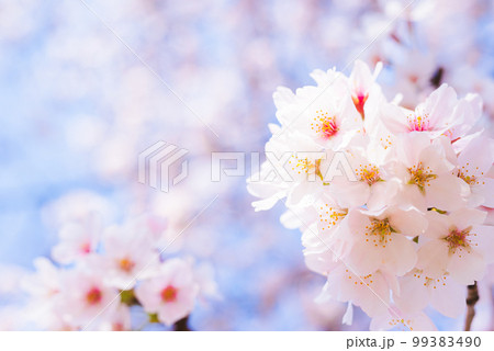 桜の季節のスナップ 桜の季節のスナップ 99383490